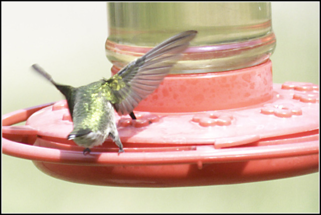 Hummingbird