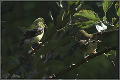 Goldfinch, with Chick