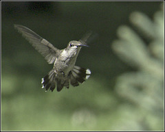 Hummingbird