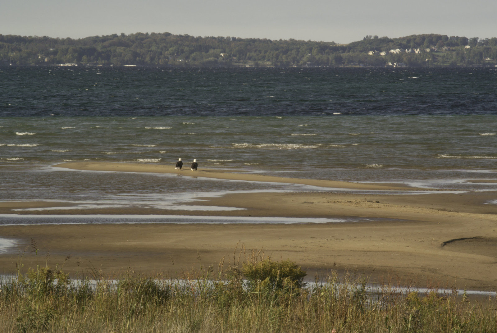 Two Bald Eagles