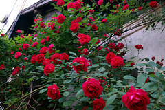 The Roses Are In Bloom