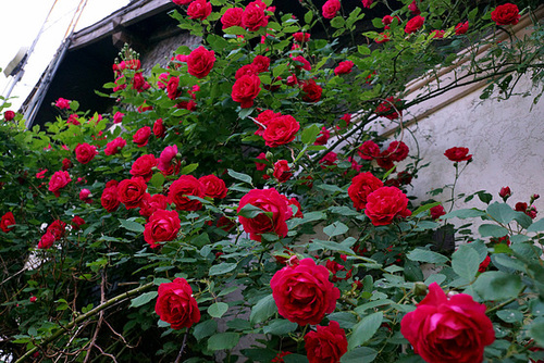 Roses Are In Bloom