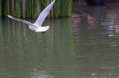 Parc aux oiseaux - Villars les Dombes