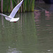 Parc aux oiseaux - Villars les Dombes