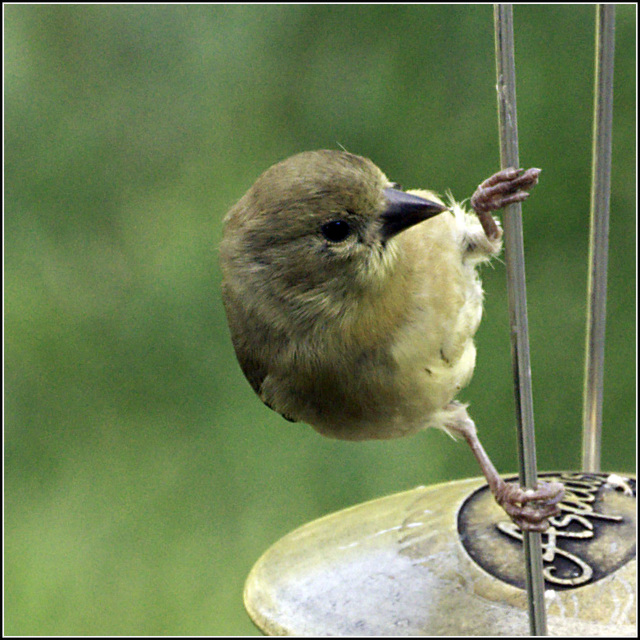 Goldfinch