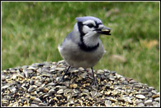 Blue Jay