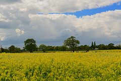 Fields near Haughton