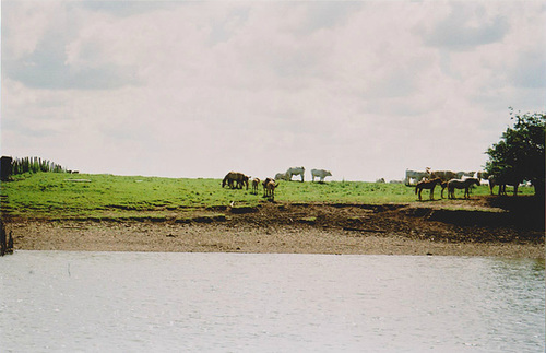 Balade sur la Saône