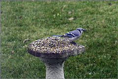 Blue Jay