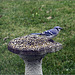 Blue Jay