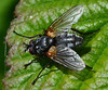 Muscidae, Mydaea corni
