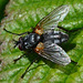 Muscidae, Mydaea corni