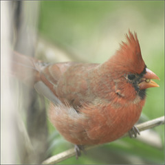 Cardinal