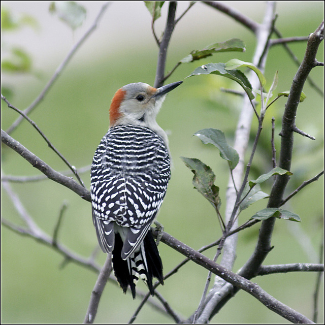 Red-Bellied Woodpecker