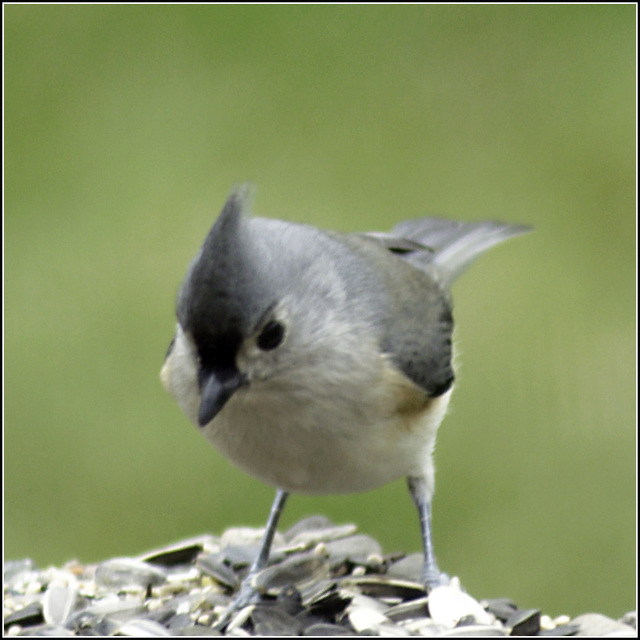 Tufted Titmouse