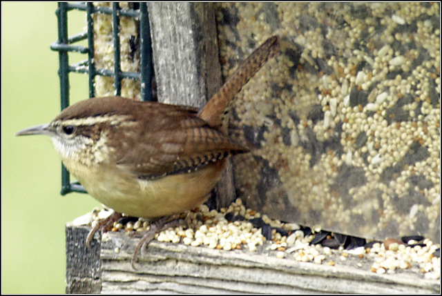 Oddly enough, we *never* get wrens at our feeders.
