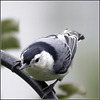 Nuthatch