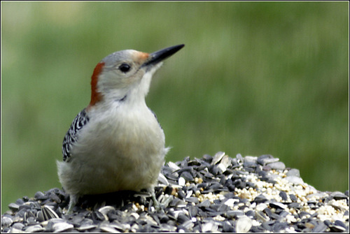 Red-Bellied Woodpecker