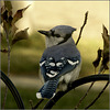 Blue Jay