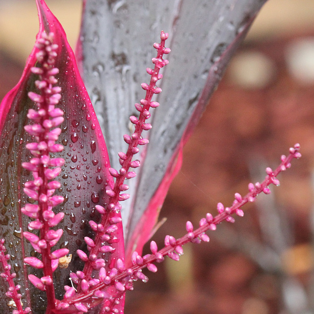 Cordyline drops