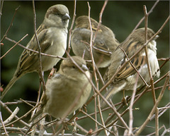 Four Sparrows