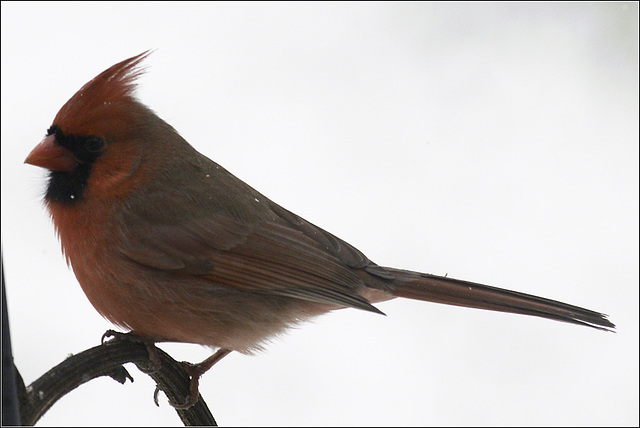 Cardinal