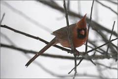 Cardinal