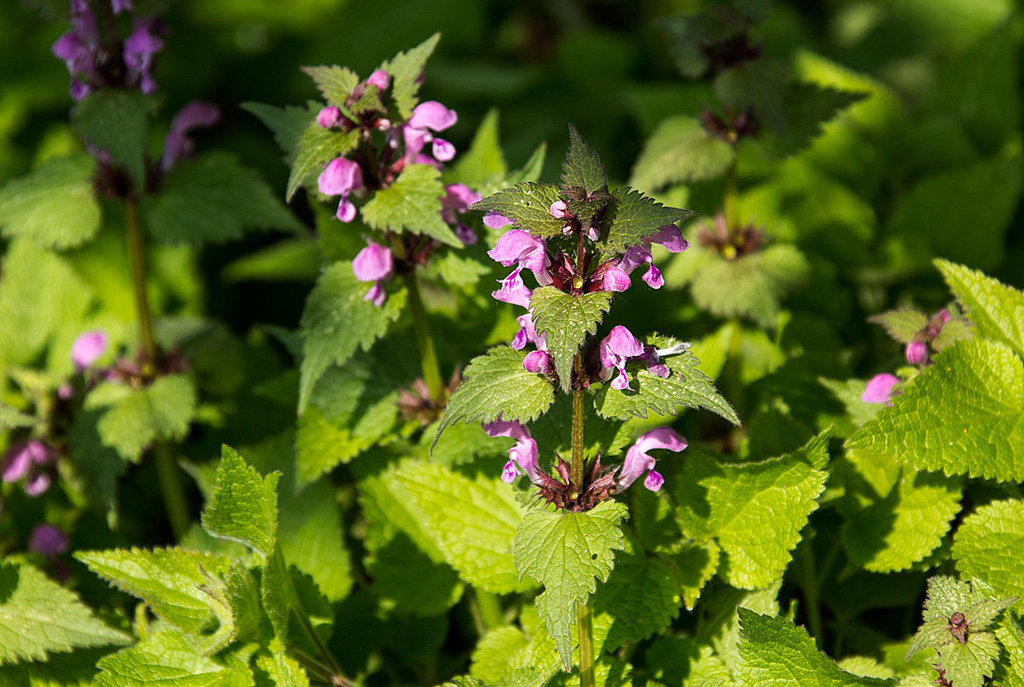 20140420 1344VRAw [D-LIP] Gefleckte Taubnessel (Lamium maculatum), Bega-Aue, Bad Salzuflen