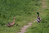 20140420 1343VRAw [D-LIP] Stockente, Bega-Aue, Bad Salzuflen