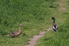 20140420 1343VRAw [D-LIP] Stockente, Bega-Aue, Bad Salzuflen