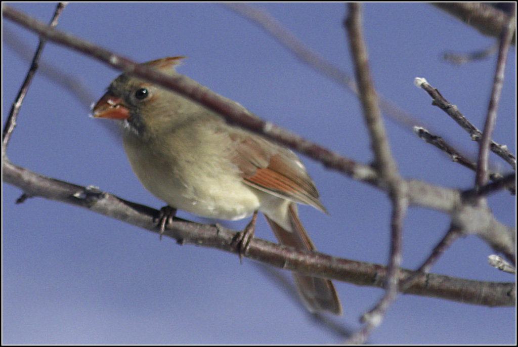 Cardinal
