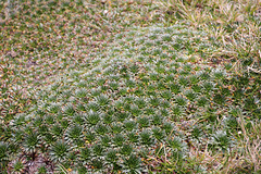 Ground cover