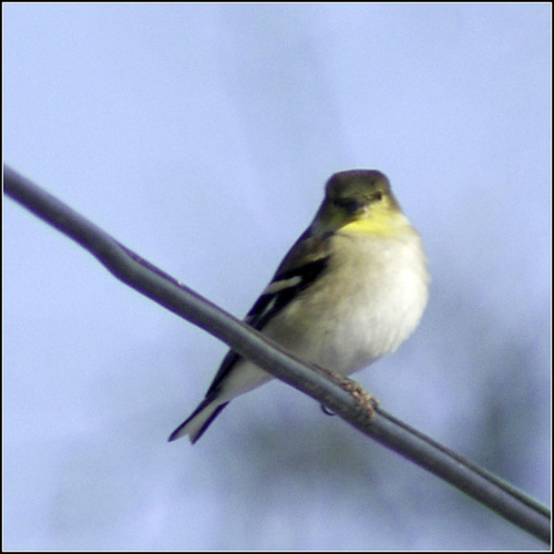 Goldfinch