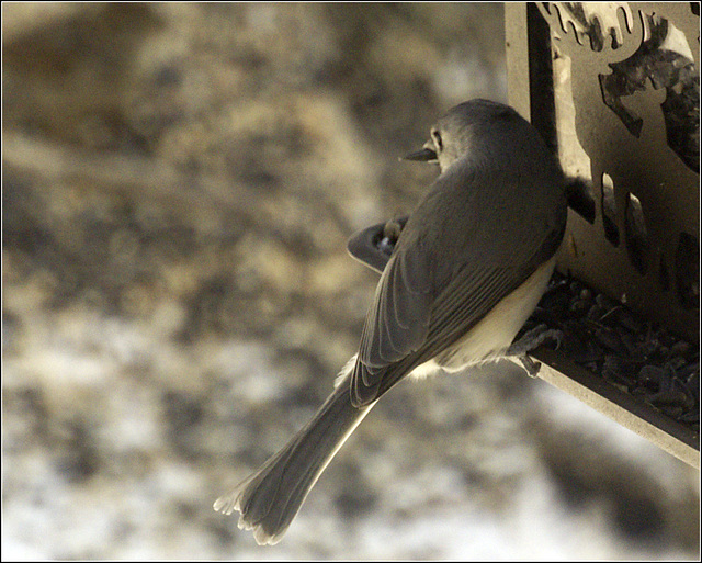 Tufted Titmouse
