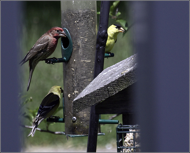 Three Finches