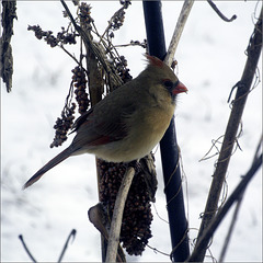 Cardinal