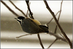 Red-Breasted Nuthatch