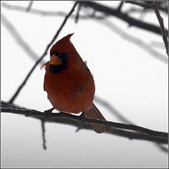 Cardinal