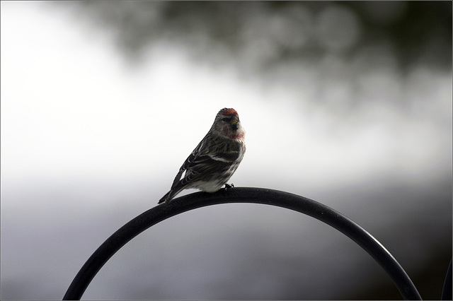 Common Redpoll