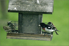 Rose-Breasted Grosbeak, with Sparrows