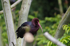 Parc aux oiseaux - Villars les Dombes