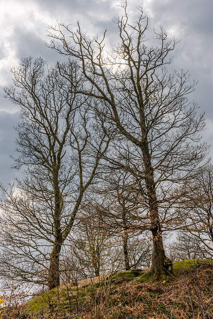 Gebäum - 20140326