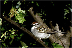 Chipping Sparrow in Tree