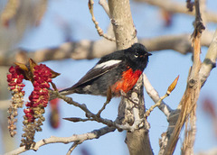 Painted Redstart