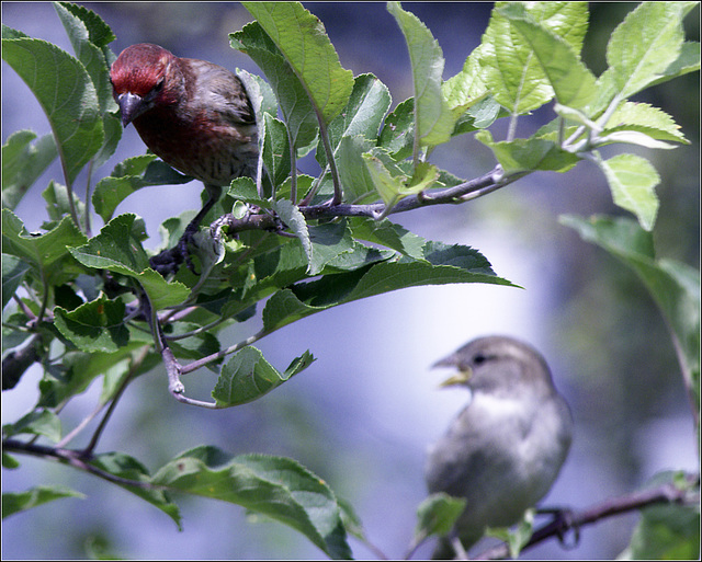 House Finch