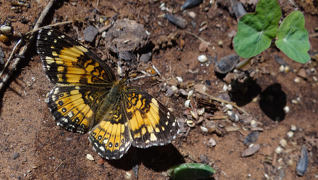 Bordered Patch (Chlosyne lacinia)(f)