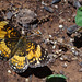 Bordered Patch (Chlosyne lacinia)(f)