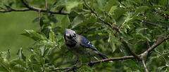 Blue Jay