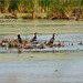 Cormorants