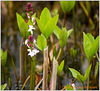 bog-bean - fieberklee (menyanthes trifoliata)